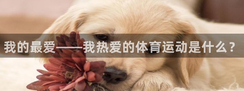 J9官方正版app集团logo：我的最爱——我热爱的