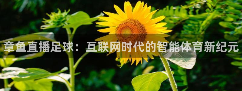 24直播网nba官网下载：章鱼直播足球：互联网时代的智能体育新纪元